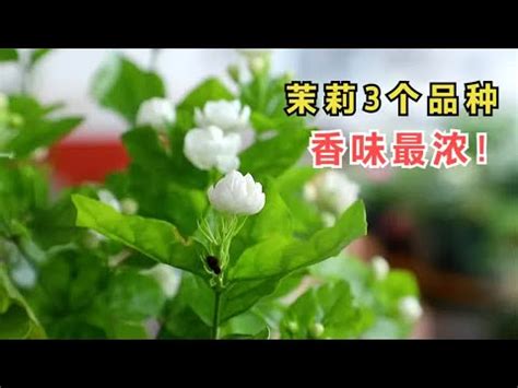 陽台種茉莉花 積怨的禍鱗